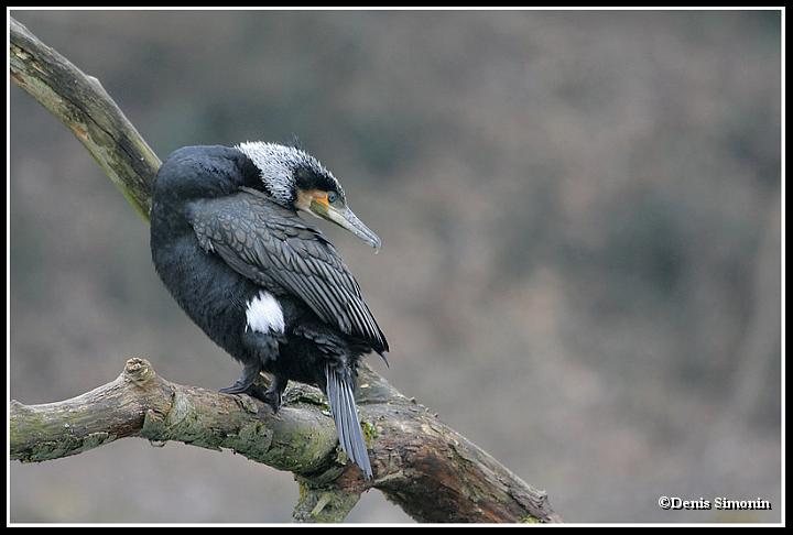 Grand cormoran